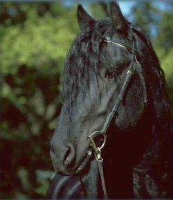 Koninklijke vereniging Het Friesche paarden Stamboek